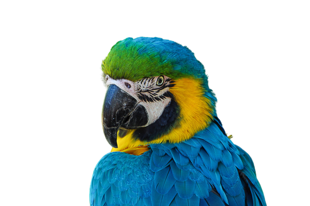 koltrein-parrot-642966